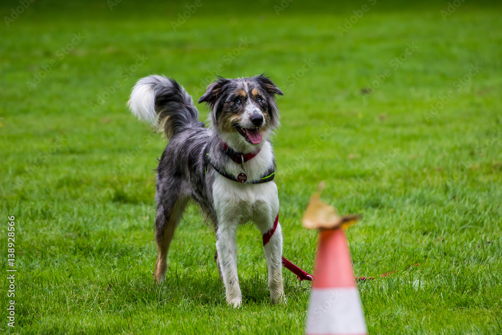Australian Shepherd beim Hundetraining Australian Shepherd beim Hundetraining