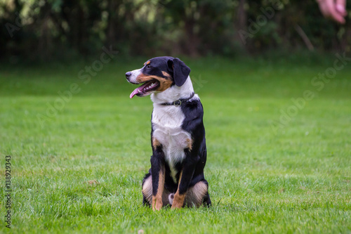 Sennenhund sitzt auf grünem Rasen