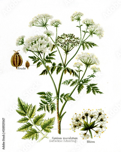Poison hemlock (Conium maculatum) (from Meyers Lexikon, 1895, 7/568/569)
