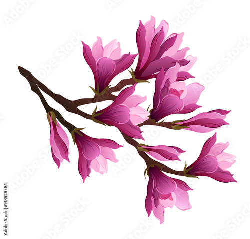 Magnolia flowers. Hand drawn vector brush illustration of blooming magnolia  branch on white background, watercolor imitation.