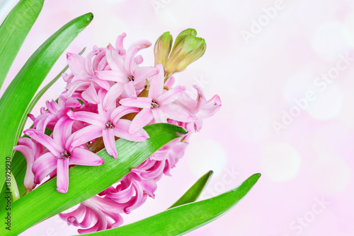 Pink hyacinth on pink backg...