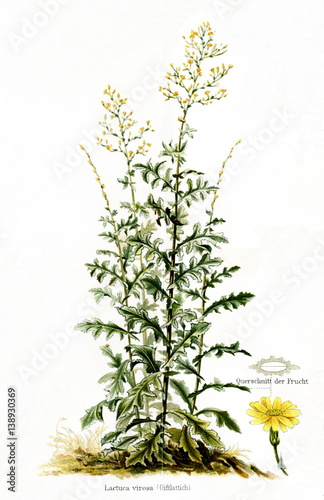Photography Wild lettuce (Lactuca virosa) (from Meyers Lexikon, 1895, 7/568/569)