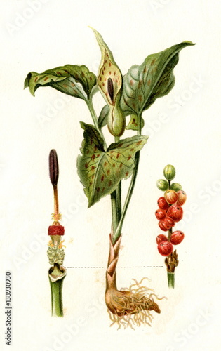 Arum lily (Arum maculatum) (from Meyers Lexikon, 1895, 7/568/569)