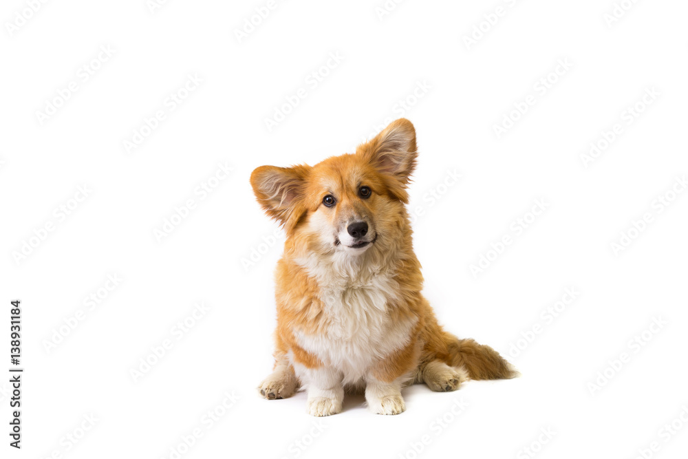 corgi fluffy portrait