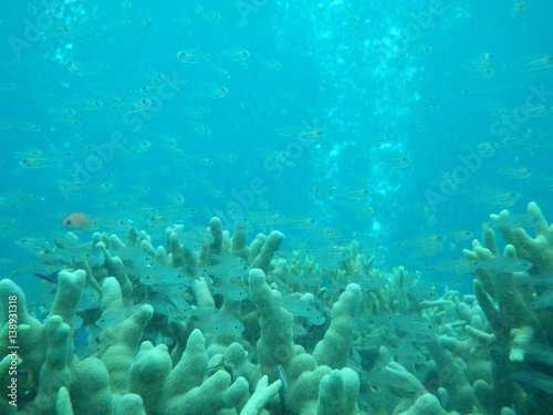 海中 魚 サンゴ