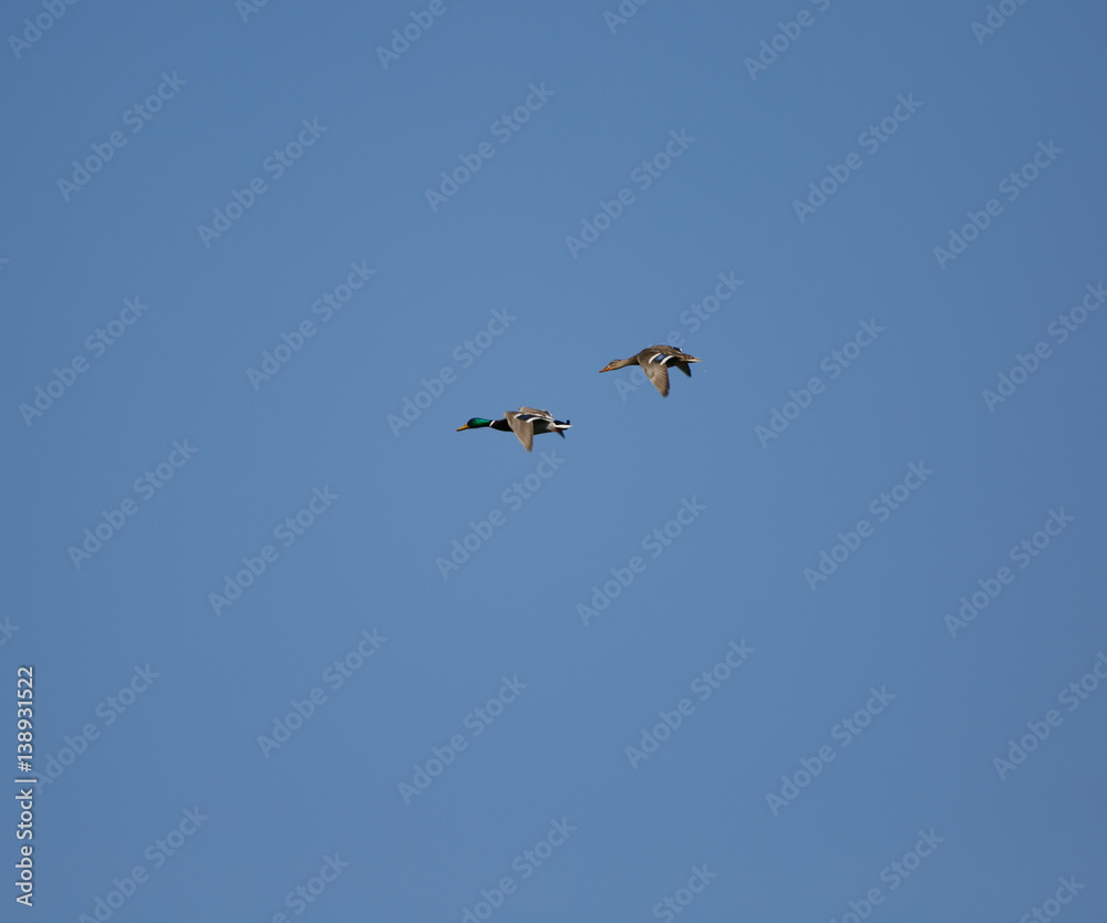 Anas platyrhynchos flying over blue sky