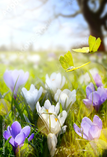 Spring Blooming flowers and fly butterfly