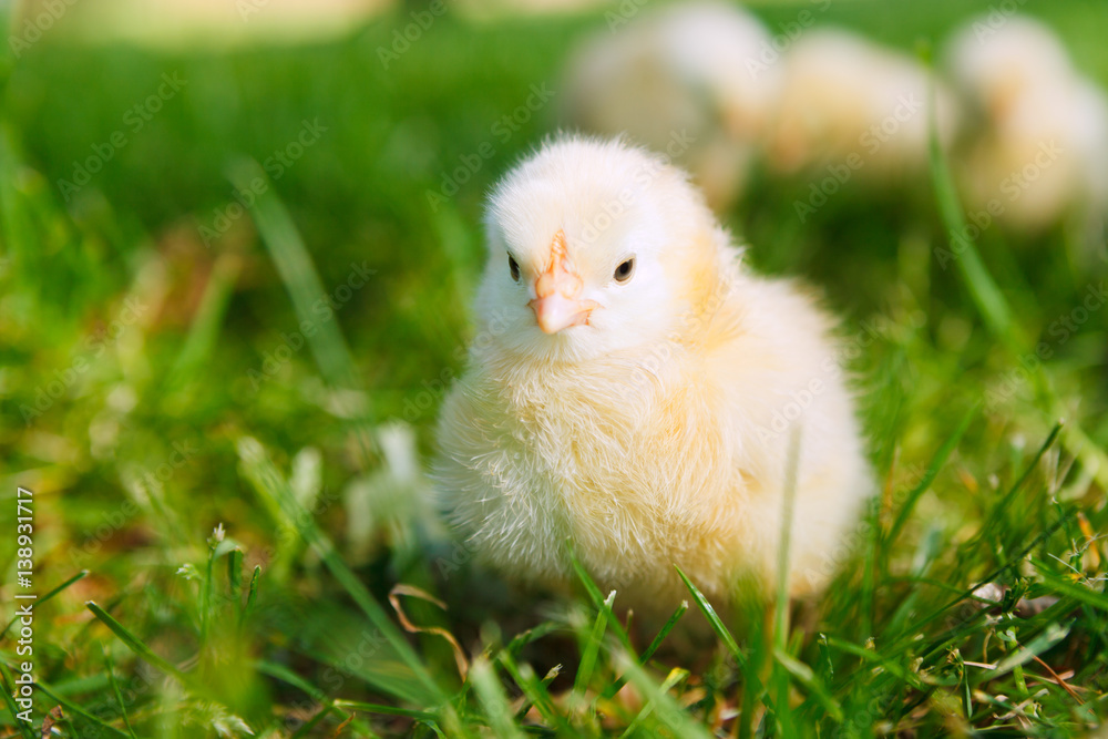 baby chicken in grass