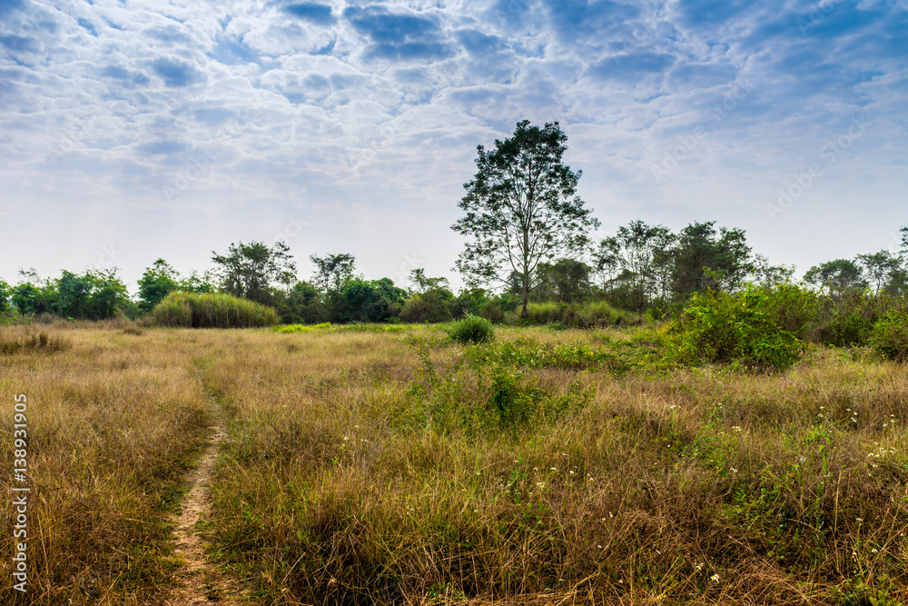 Country scene