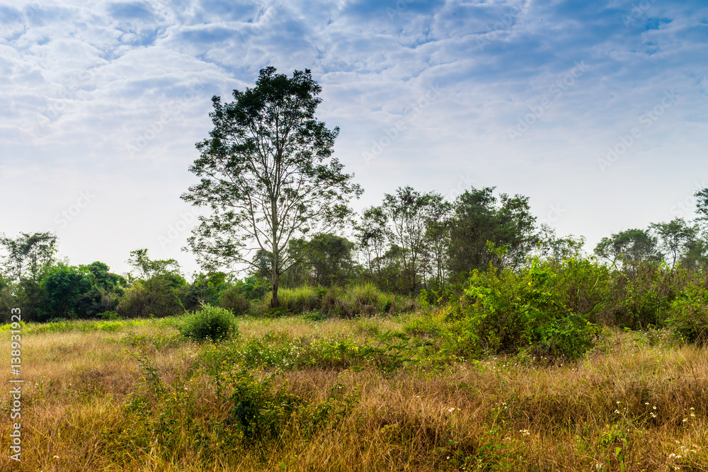 Country scene