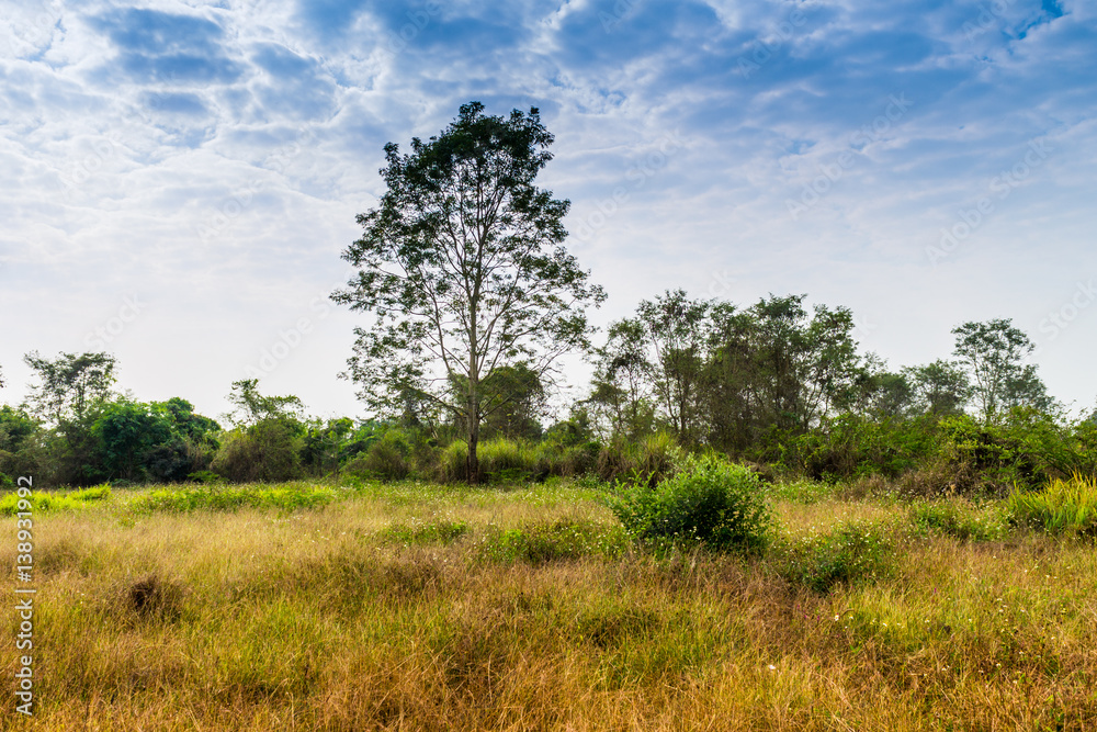 Country scene