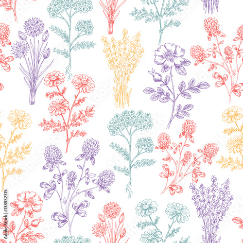 Vintage Hand Drawn Beauty Herbs seamless pattern. Wild flowers background. Vector illustration