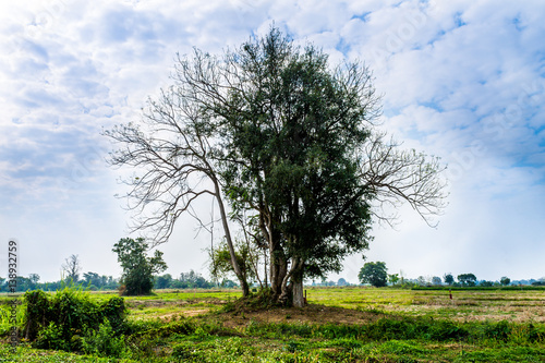 Country scene