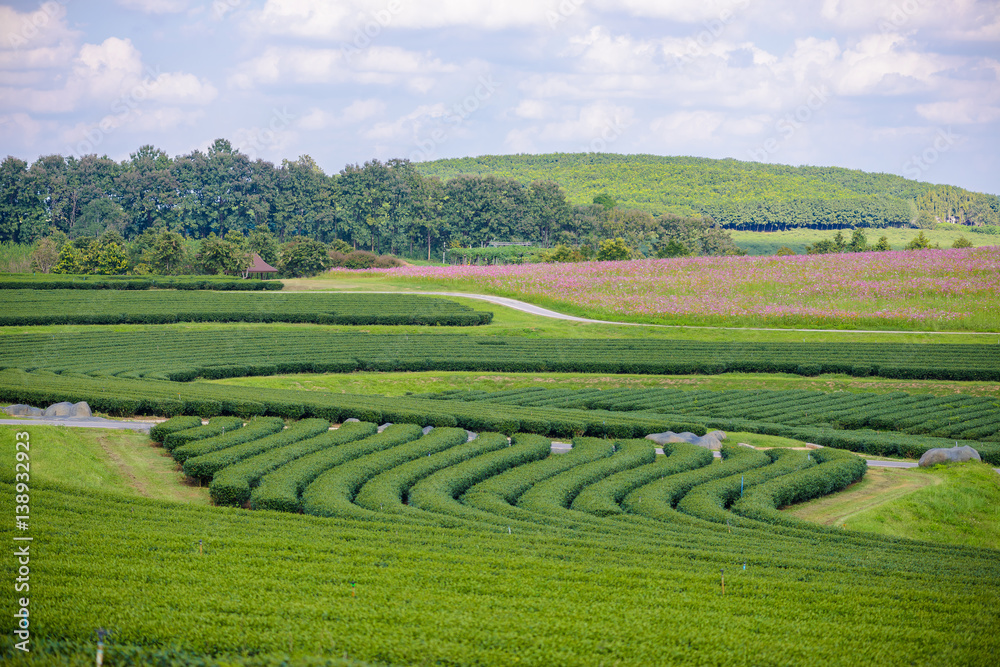 Green tea field with blue sky Green tea field with blue sky