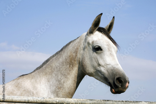 Head shot of a beautiful horse against blue sky background © acceptfoto