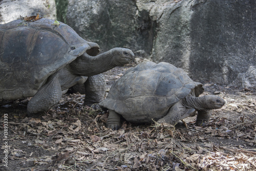 Family of giant Aldabra tortoises walks in the national park on La Digue island, Seychelles