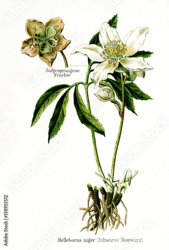  Christmas rose (Helleborus niger) (from Meyers Lexikon, 1895, 7/568/569)