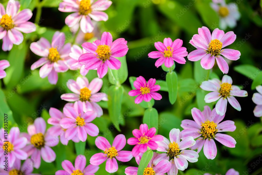 Closeup Zinnia flowers Closeup Zinnia flowers