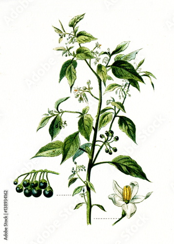 European black nightshade (Solanum nigrum) (from Meyers Lexikon, 1895, 7/568/569) photo
