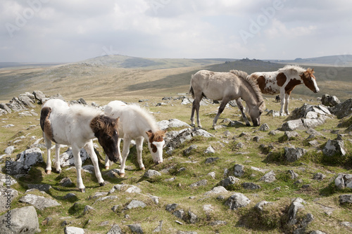 Dartmoor ponies graze at the top of Cox Tor  Devon