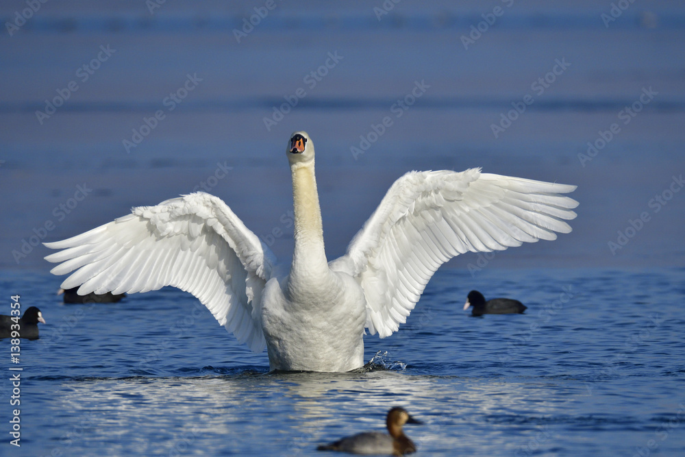 Fototapeta premium Höckerschwan bei der Gefiederpflege