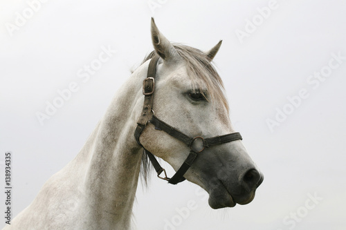 Portrait of a young stallion on pasture at animal farm © acceptfoto