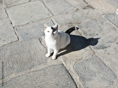 Gatto bianco con macchia nera.
