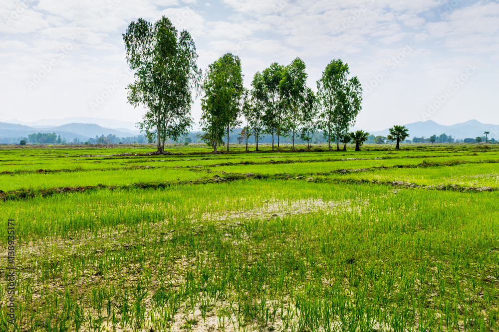 Fototapeta premium Thai agriculture