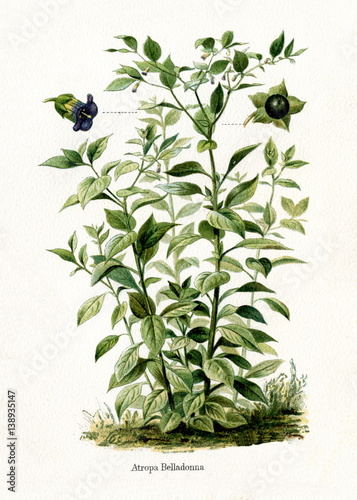 Cuadro en lienzo Deadly nightshade (Atropa belladonna) (from Meyers Lexikon, 1895, 7/568/569)