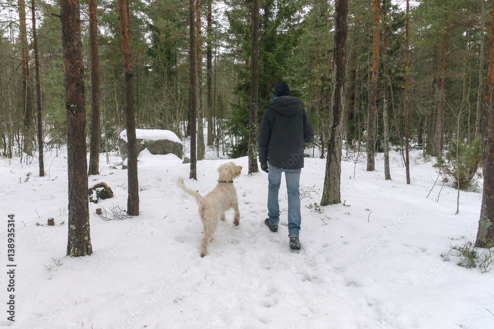 Loyal wirehaired dog spinone italiano walks to heel near the owner on the snow in the forest in Finland Loyal wirehaired dog spinone italiano walks to heel near the owner on the snow in the forest in Finland