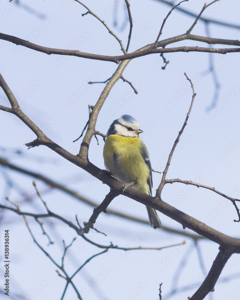 Fototapeta premium Eurasian blue tit, Cyanistes caeruleus, sitting in branches, closeup portrait, selective focus, shallow DOF