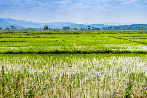 Thai agriculture