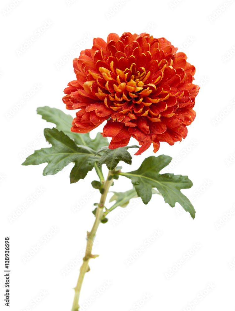 orange and yellow chrysanthemum orange and yellow chrysanthemum