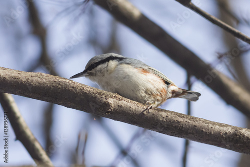 Eurasian or wood nuthatch, Sitta europaea, close-up portrait on tree, selective focus, shallow DOF photo