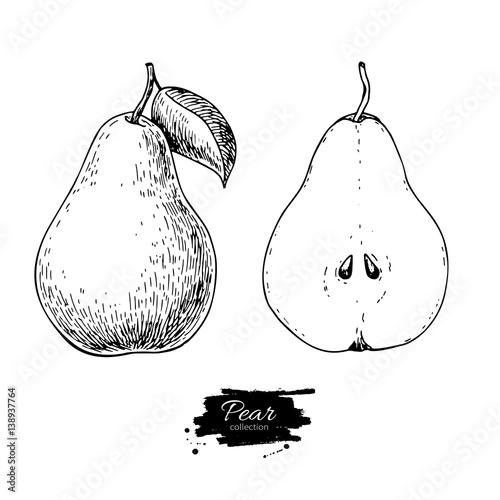 Pear vector drawing. Isolated hand drawn full pear and sliced pi