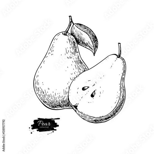 Pear vector drawing. Isolated hand drawn pear and sliced pieces.