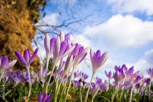 Fototapeta Naklejka Na Ścianę i Meble -  Krokusse im Frühling