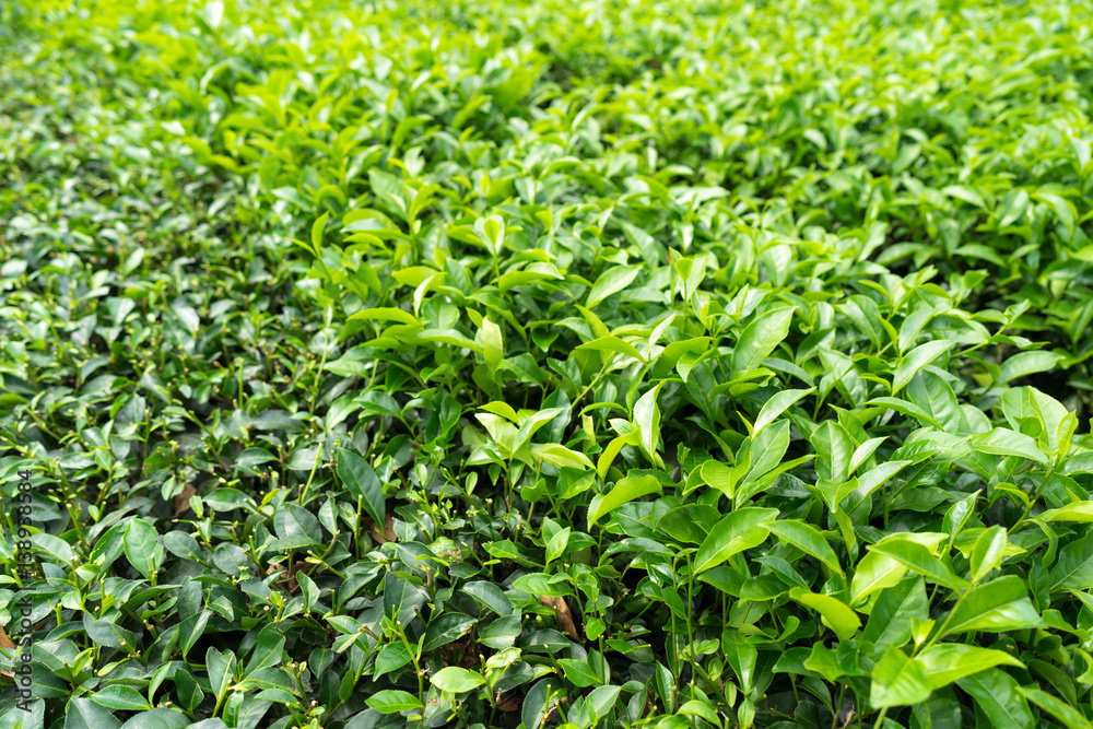 Green tea plantation with haft bed harvested Green tea plantation with haft bed harvested