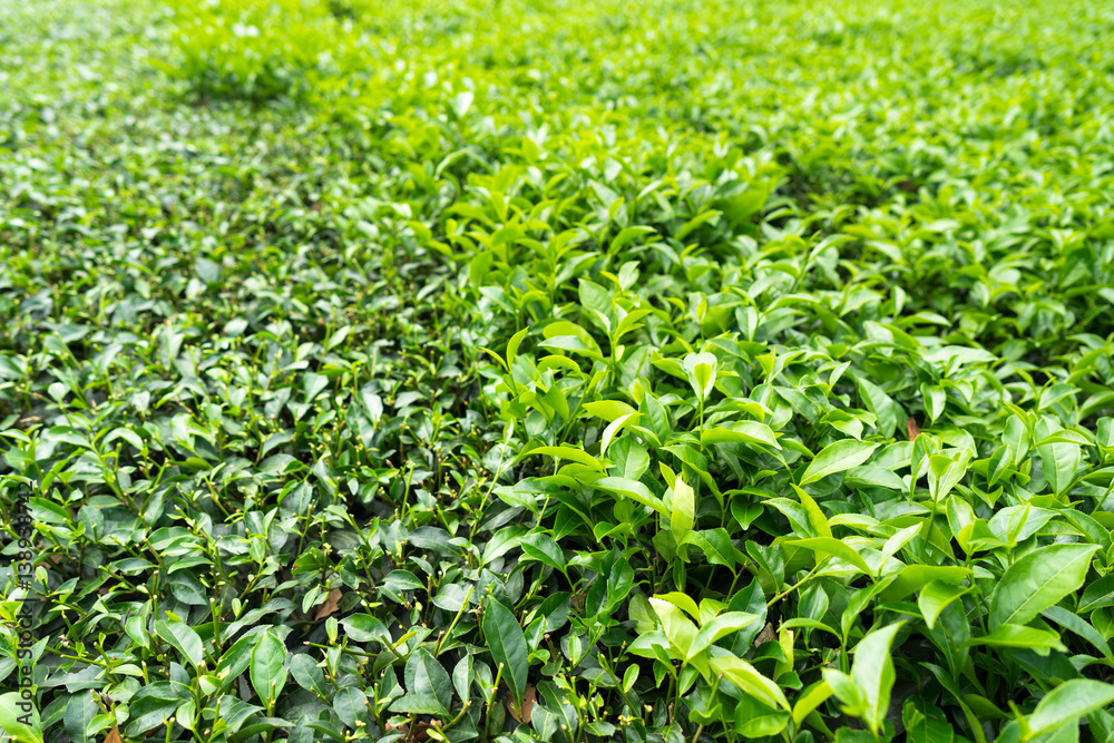 Green tea plantation with haft bed harvested Green tea plantation with haft bed harvested
