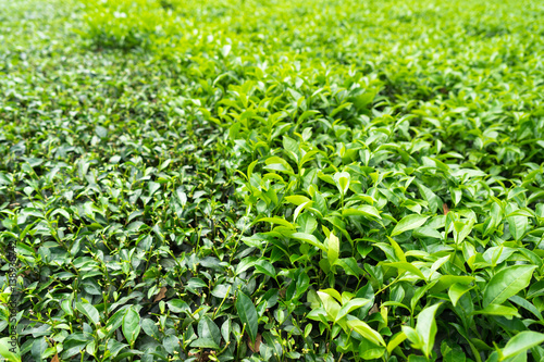 Green tea plantation with haft bed harvested