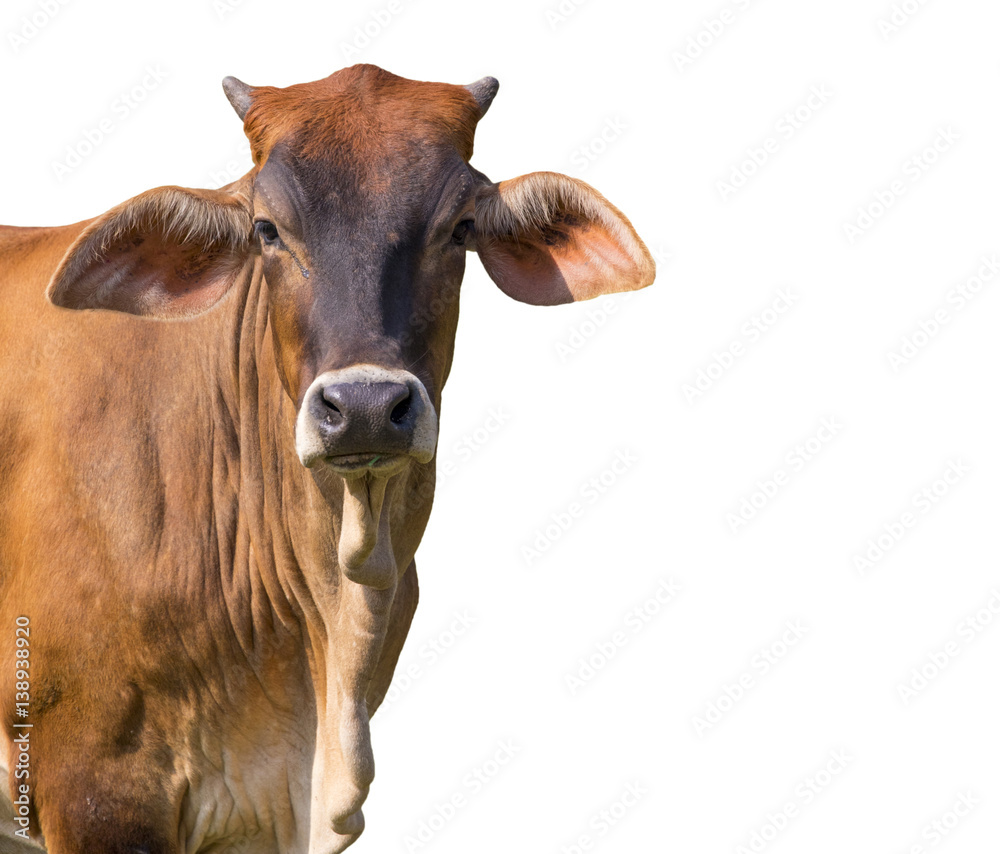 Image of brown cow on white background. Farm Animal.