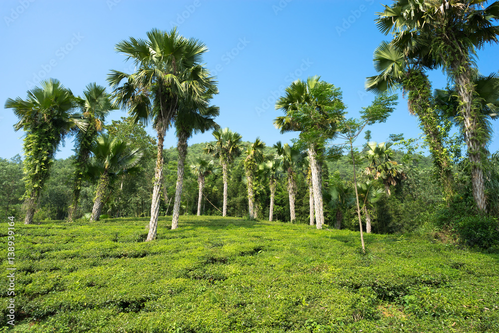Tea plantation on hill with tall trees