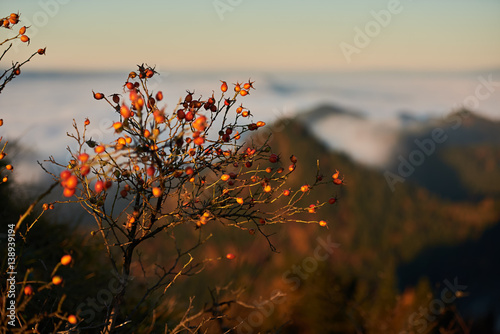 krzew dzikiej różny na szczycie góry Trzy Korony, Pieniny
