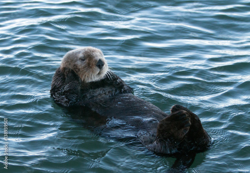 California Sea Otter in Morro Bay on the Central California Coast USA © htrnr