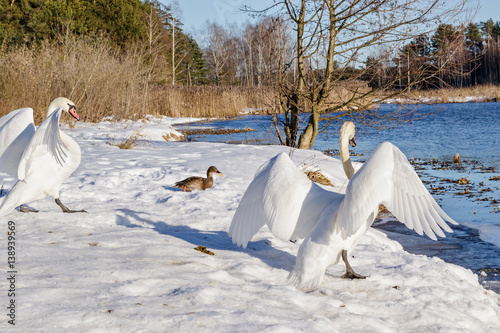 White swans in the wild photo