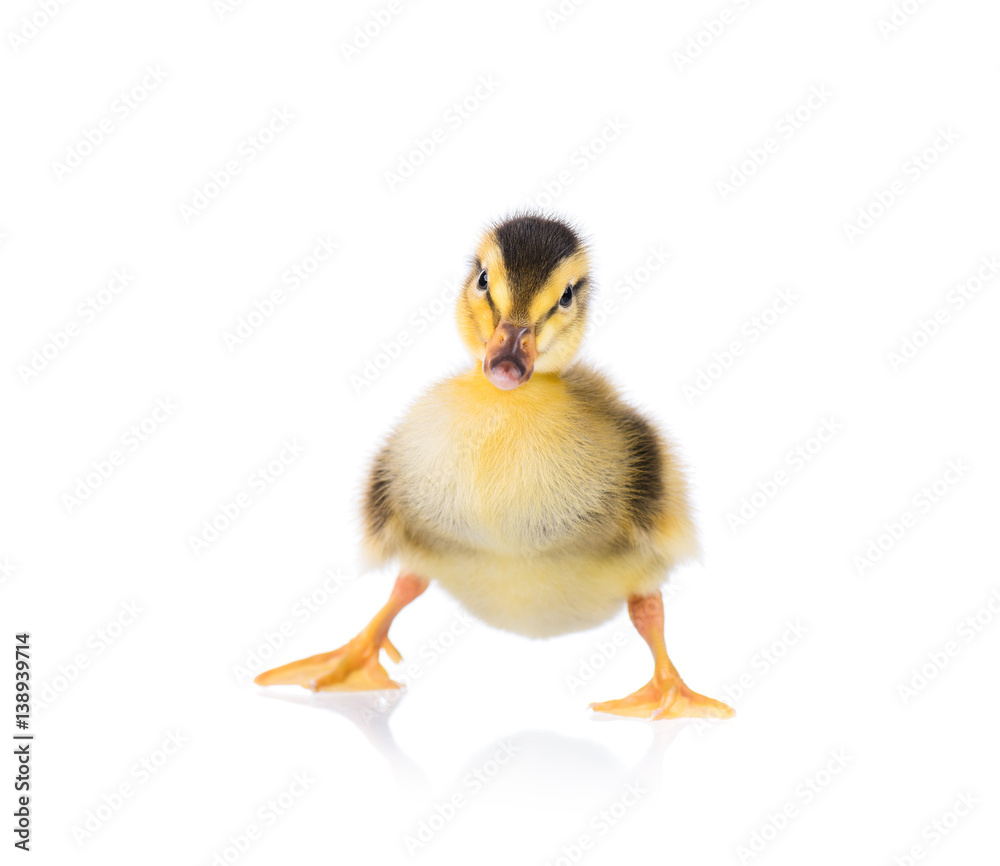 Cute little newborn fluffy duckling. One young duck isolated on a white background. Nice small bird. Cute little newborn fluffy duckling. One young duck isolated on a white background. Nice small bird.