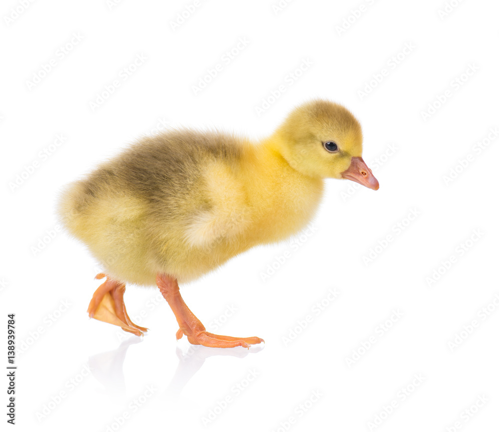 Cute little newborn yellow fluffy gosling. One young goose isolated on a white background. Nice bird. Cute little newborn yellow fluffy gosling. One young goose isolated on a white background. Nice bird.