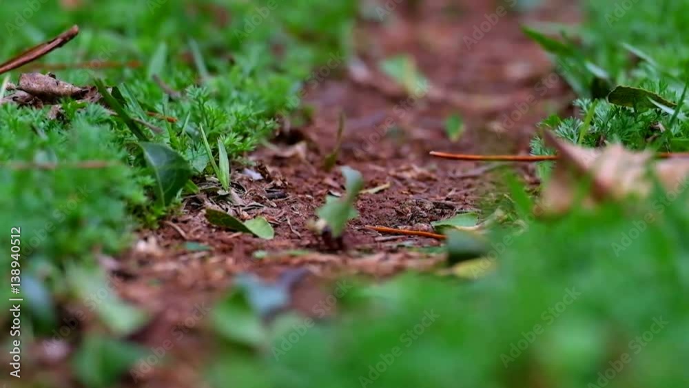 closeup of leaf-cutter ants in nature
closeup of leaf-cutter ants in nature