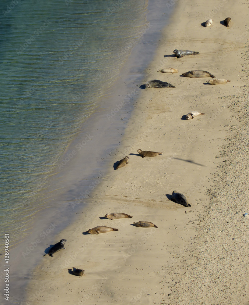 Overhead view of sea lions lying on the beach basking in sunshine Overhead view of sea lions lying on the beach basking in sunshine