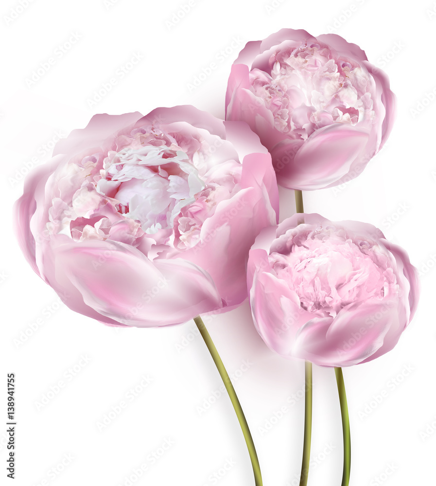 custom made wallpaper toronto digitalPink peony flowers on a plain background